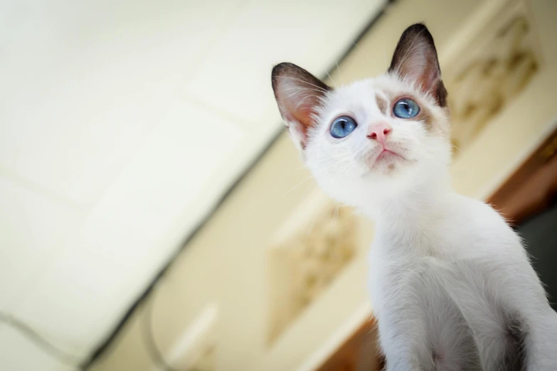 a white cat with blue eyes looking up, by Julia Pishtar, kittens, low dof, white with chocolate brown spots, an intricate