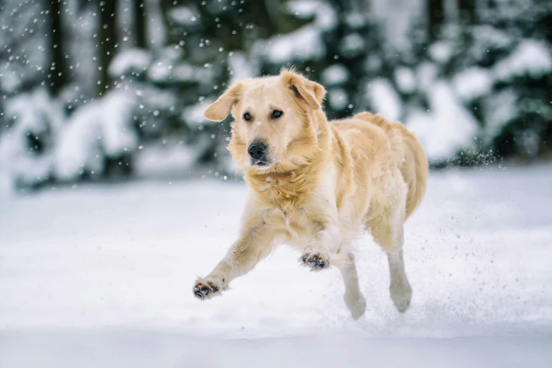 a dog running through the snow in the woods, pexels contest winner, slightly golden, thumbnail, lab, golden detailing