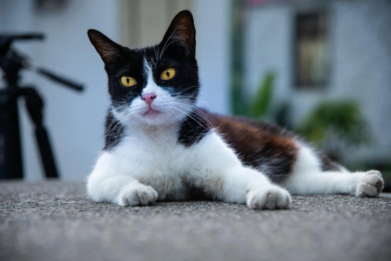 a black and white cat laying on the ground, pexels contest winner, heterochromia, on sidewalk, frontal pose, sharp ears