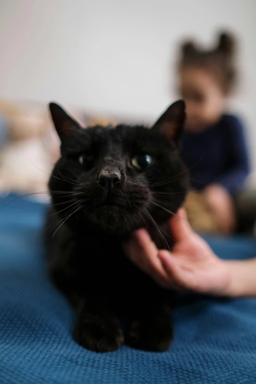 a person petting a black cat on a bed, is looking at the camera, caring fatherly wide forehead, blurry, avatar image