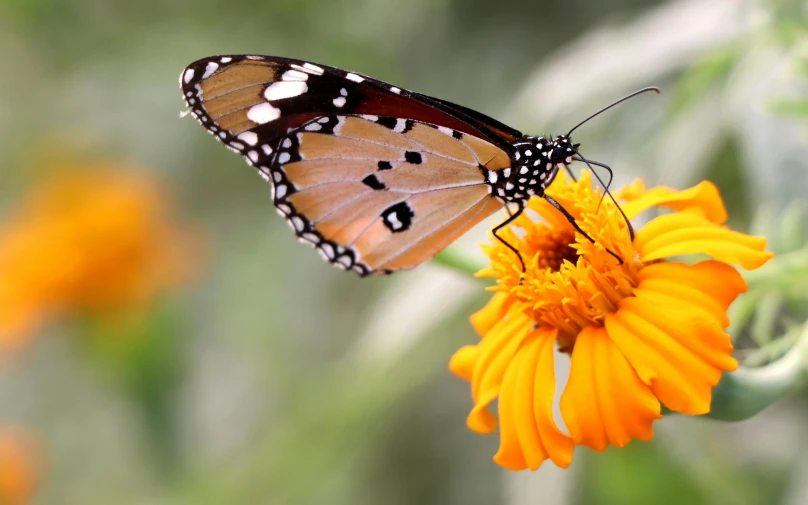 a close up of a butterfly on a flower, pexels contest winner, marigold flowers, avatar image, majestic pose, rectangle