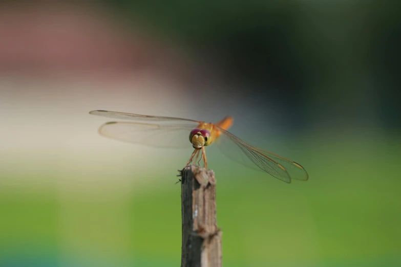 a dragonfly sitting on top of a wooden stick, pexels contest winner, portrait of small, 4k photo”, various posed, fan favorite