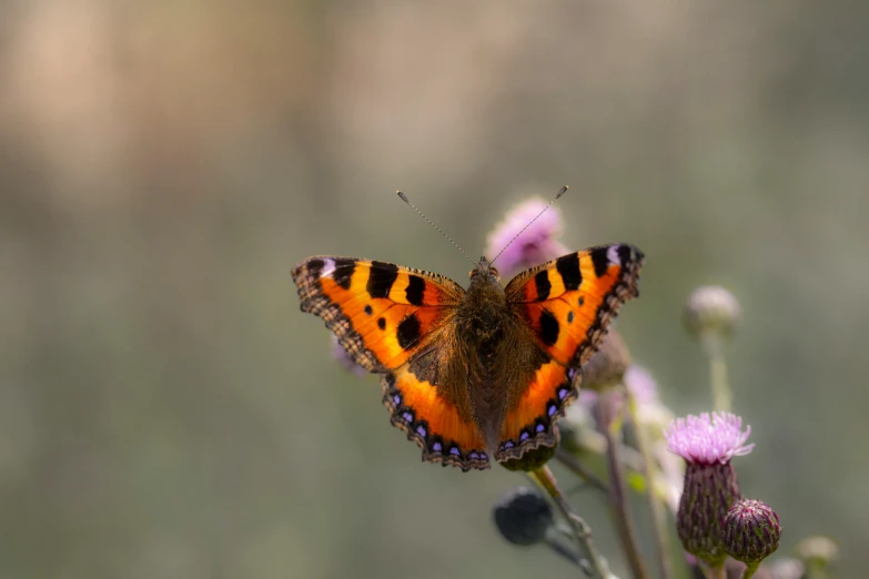 a butterfly that is sitting on a flower, pexels contest winner, renaissance, orange fluffy spines, manuka, multi - coloured, slide show