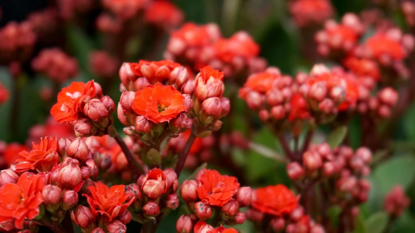 a close up of a bunch of red flowers, vibrant but dreary orange, flowering buds, фото девушка курит, red emerald