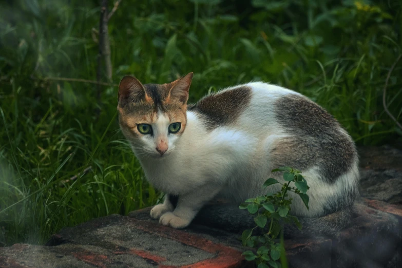 a cat sitting on top of a brick wall