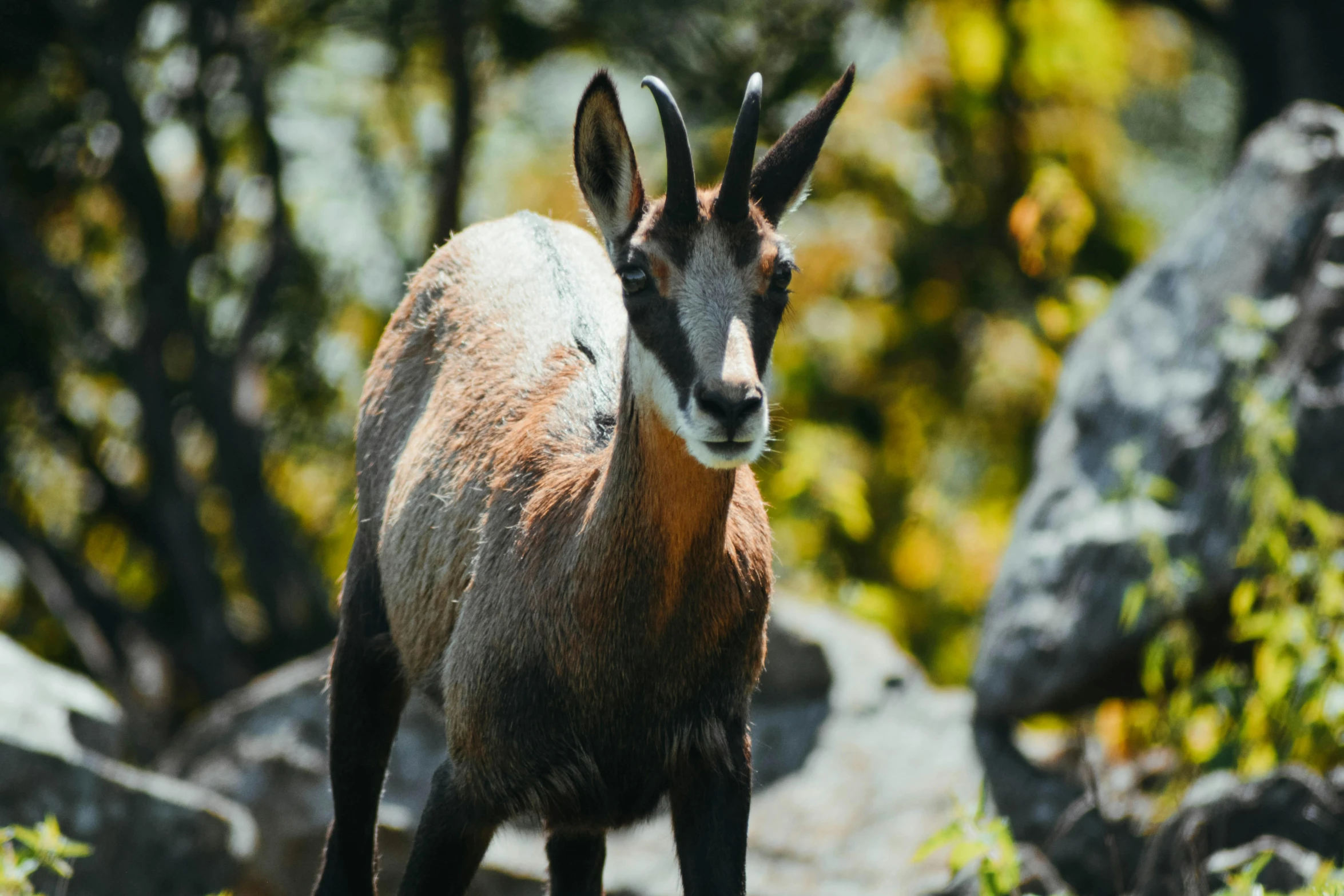 a goat standing on top of a rocky hillside, by Anna Haifisch, pexels contest winner, looking majestic in forest, 🦩🪐🐞👩🏻🦳, blurred, patagonian