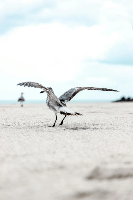 a bird standing on top of a sandy beach, running towards the camera, award - winning 4 k photography, sprawling, runway