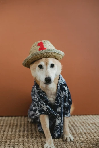 a dog sitting on the floor wearing a hat, hawaiian shirt, 15081959 21121991 01012000 4k, instagram post, years old