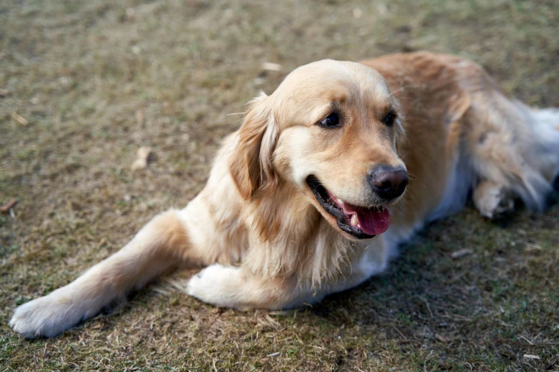 a dog that is laying down in the grass, golden, flattened, lachlan bailey, medium shot angle