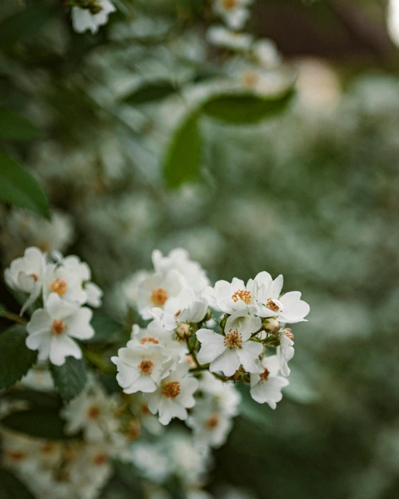 a close up of a bunch of white flowers, trending on unsplash, nothofagus, lush garden surroundings, background image, no cropping