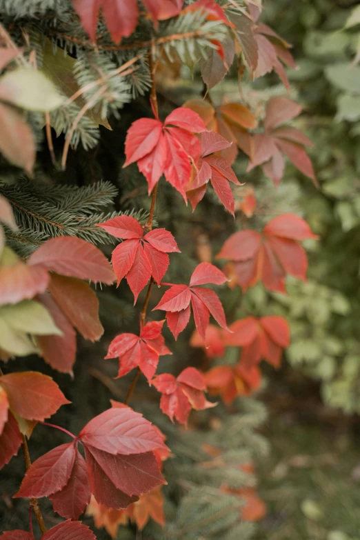 a fire hydrant that has some red leaves on it, inspired by Elsa Bleda, trending on unsplash, walls are covered with vines, zoomed in, in muted colours, medium close up shot