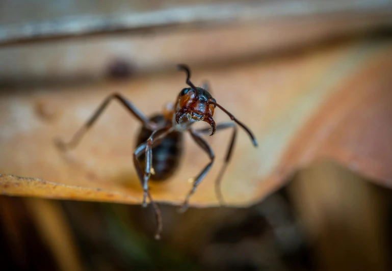 a close up of a spider on a leaf, pexels contest winner, ant pov from the floor, brown, australian, an angry