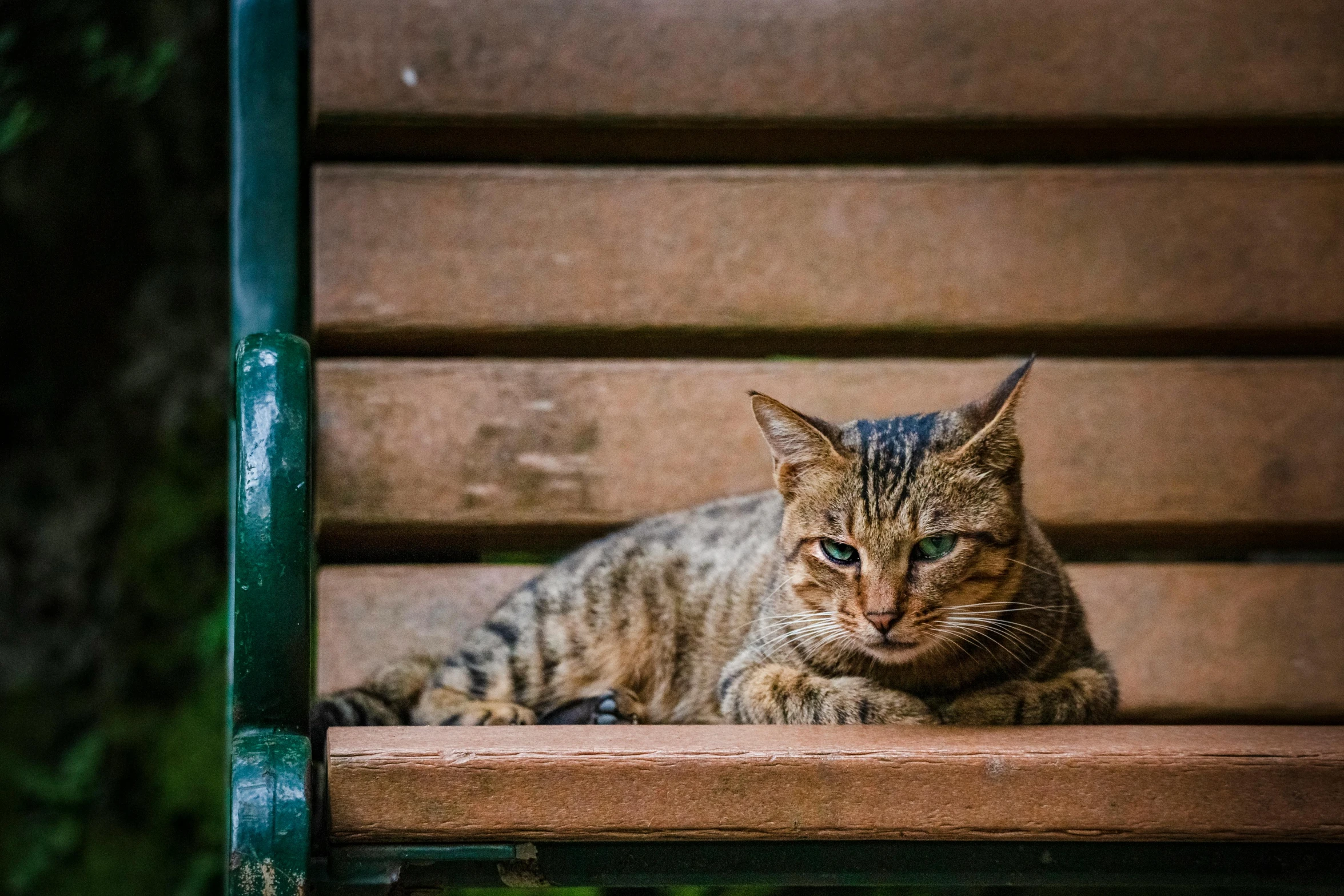 a cat sitting on top of a wooden bench