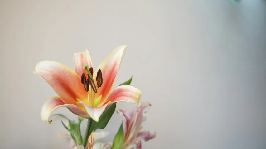 a close up of a flower in a vase, unsplash, hyperrealism, lily flower, multicoloured, on a pale background, ready to eat