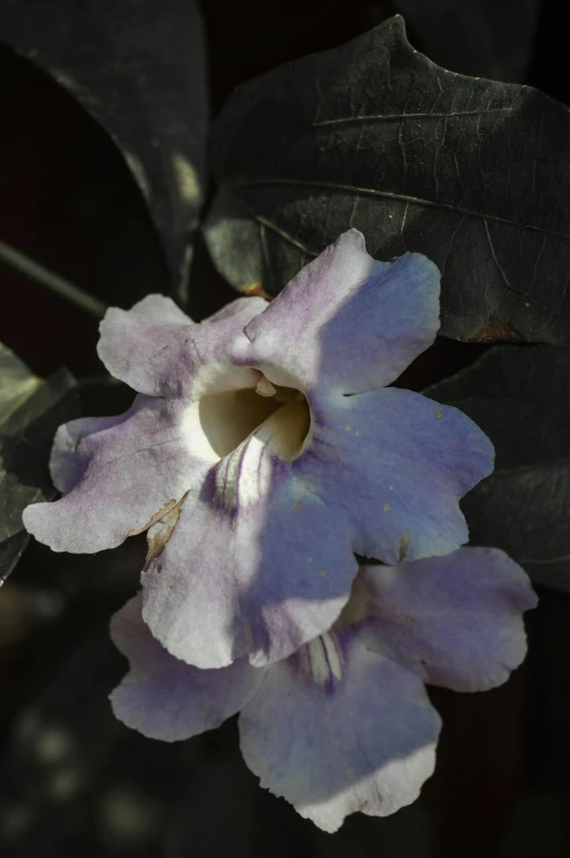 a close up of a flower on a plant, opalescent mist, porcelain, second colours - purple, african sybil