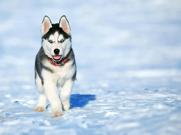 a dog that is walking in the snow