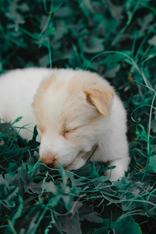 a small white dog laying on top of a lush green field, a digital rendering, trending on pexels, puppies, sweet dreams, made of leaves, australian