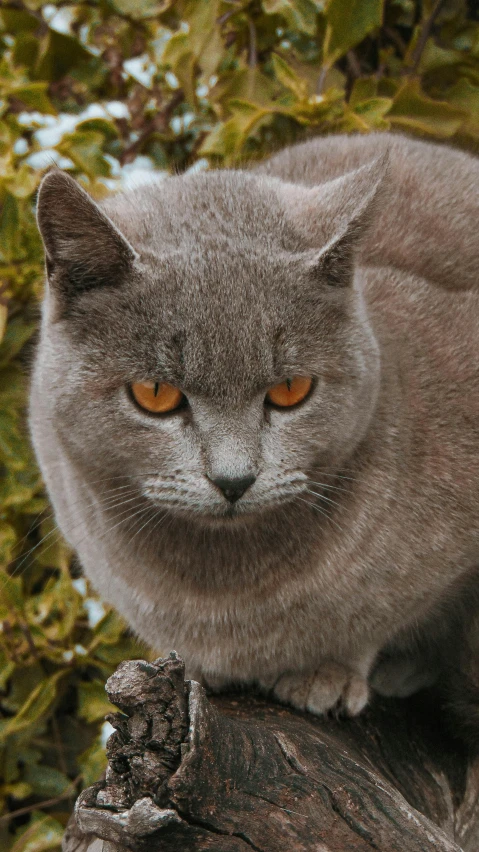 a gray cat sitting on top of a tree branch, by Terese Nielsen, pexels contest winner, scowling, pudgy, dynamic closeup, instagram picture