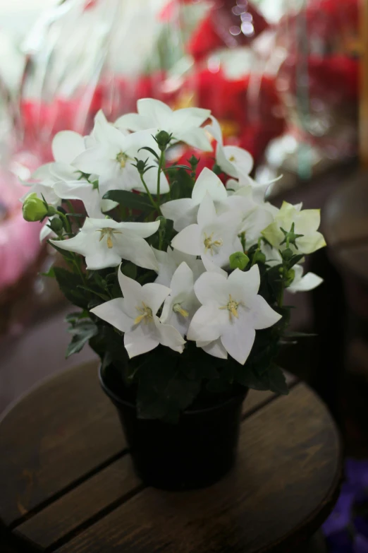 a potted plant sitting on top of a wooden table, white lilies, bougainvillea, traditional medium, elegant!