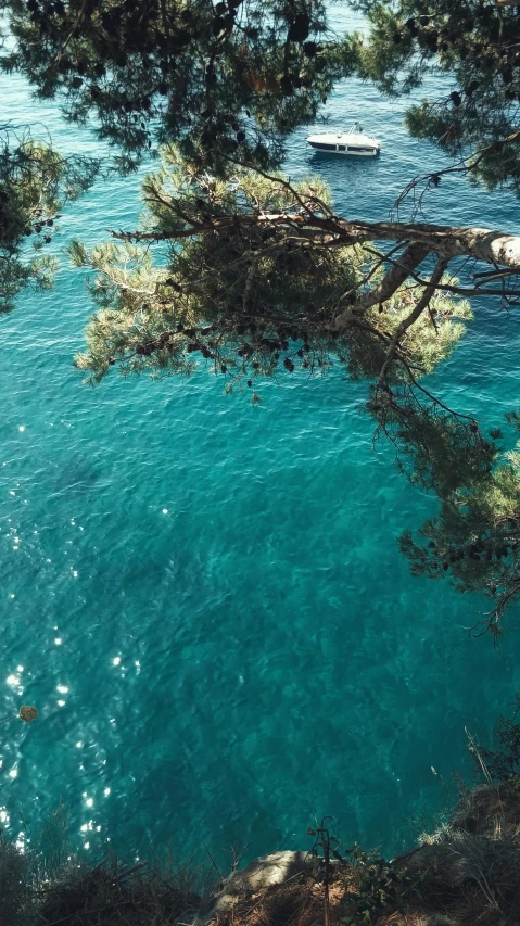a tree that is next to a body of water, inspired by Elsa Bleda, unsplash contest winner, capri coast, top-down shot, clean 4 k, teal color graded