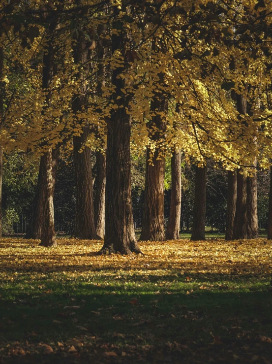 a park filled with lots of trees covered in yellow leaves, inspired by Elsa Bleda, unsplash contest winner, huge tree trunks, today\'s featured photograph 4k, ultra detailed trees, glistening gold