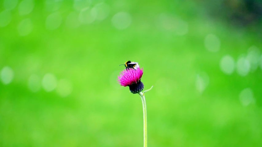 a bee sitting on top of a purple flower, by Jan Rustem, unsplash, pink and green, scottish, print ready, ilustration