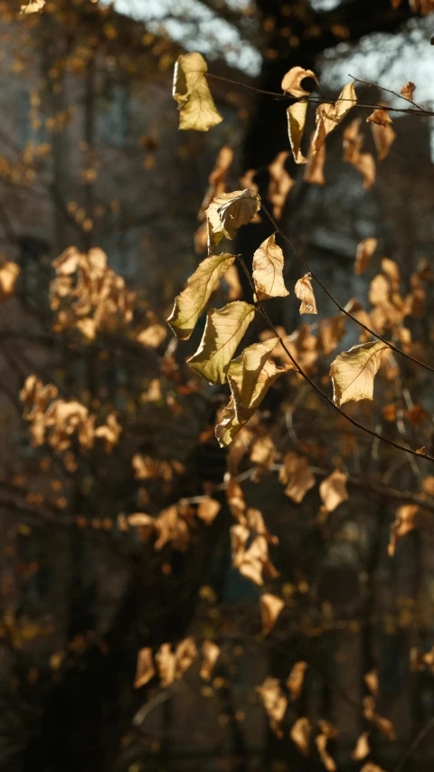 a close up of a leafy tree with a building in the background, pexels, tonalism, glistening gold, winter sun, withered, golden hour 4k