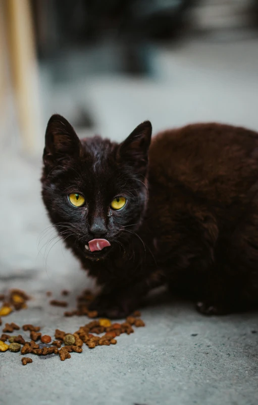 a black cat sitting next to a pile of food, by Adam Rex, pexels contest winner, closeup. mouth open, young male, avatar image, animals in the streets