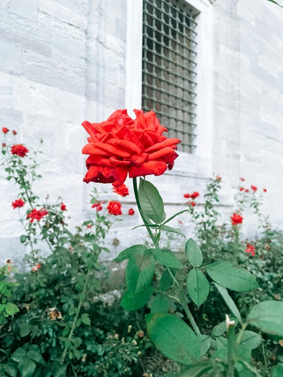 a red rose in front of a white building