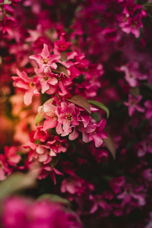 a close up of a bunch of pink flowers, by Jan Tengnagel, trending on unsplash, purple and red, trees and flowers, jasmine, warm glow