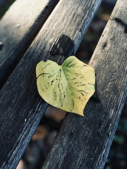 a yellow leaf sitting on top of a wooden bench, inspired by Elsa Bleda, unsplash, photorealism, charred, shot on iphone, low quality photo, broken heart