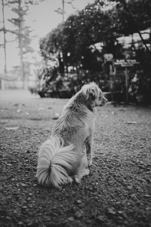 a black and white photo of a dog sitting on the ground, unsplash, sumatraism, back pose, [ realistic photography ], fluffy'', analog photo