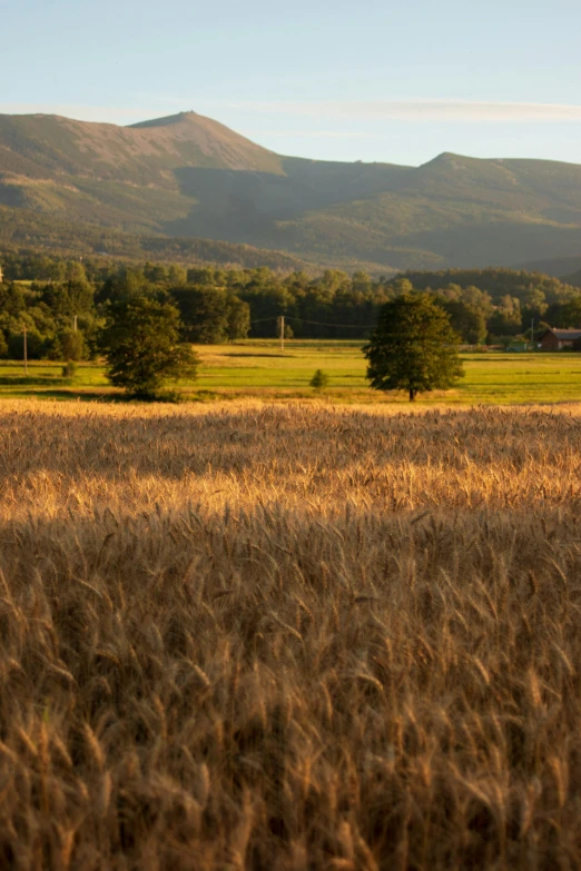 a field of wheat with mountains in the background, by Franz Hegi, land art, swedish countryside, at golden hour, village