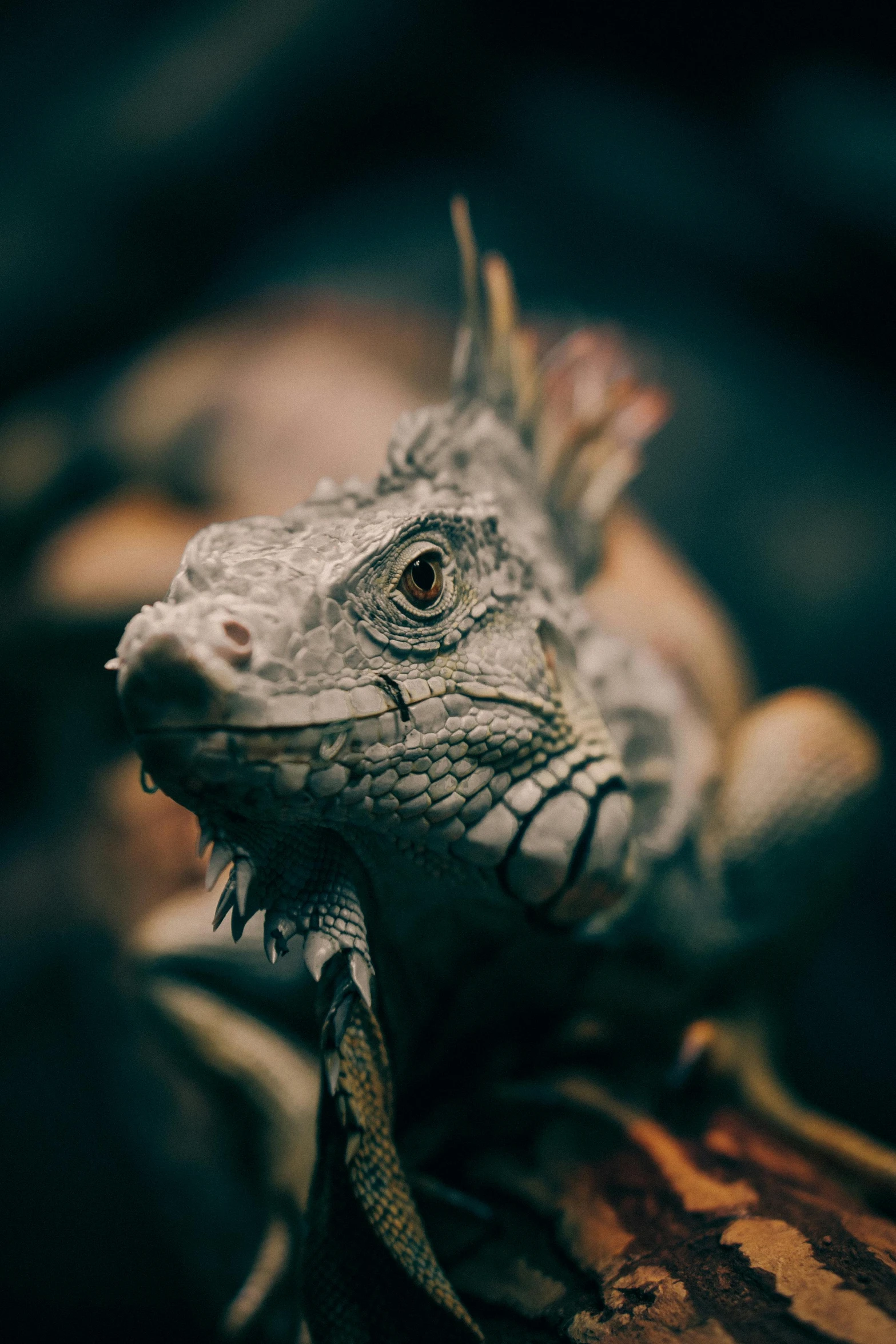 a close up of a lizard on a branch, a portrait, by Adam Marczyński, pexels contest winner, photorealism, iguana, matte detailed photo, high angle close up shot, shot with sony alpha 1 camera