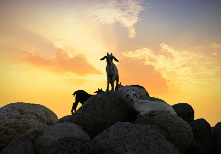 a couple of dogs standing on top of a pile of rocks, an album cover, by Jan Tengnagel, pexels contest winner, romanticism, goat, sundown, three animals, youtube thumbnail