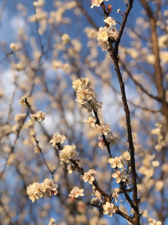 a tree with white flowers against a blue sky, unsplash, medium format. soft light, promo image, plum blossom, taken at golden hour