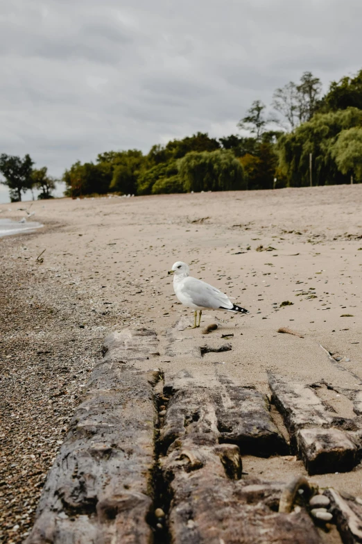 a white bird standing on top of a sandy beach, chicago, rocky beach, seagull, an abandoned