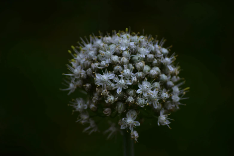 a close up of a flower on a stem, a macro photograph, unsplash, hurufiyya, puffballs, paul barson, pale green glow, onion