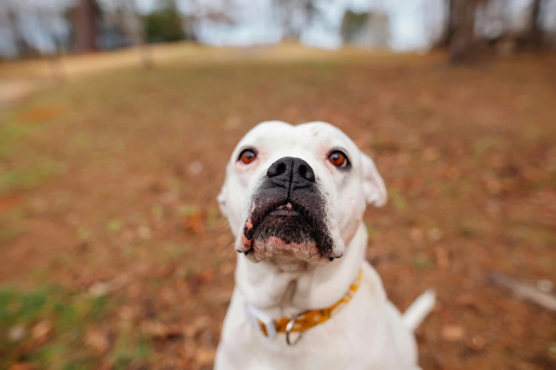 a close up of a dog looking up at the camera, a portrait, unsplash, at a park, pits, white, alabama