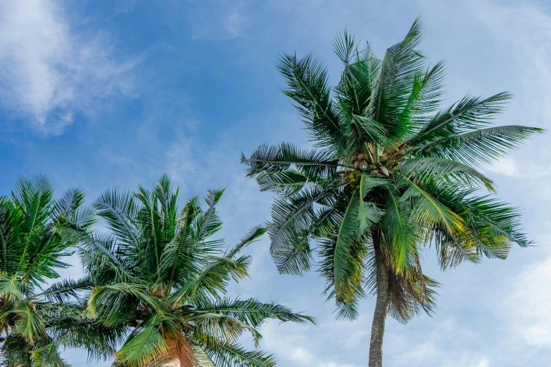 a group of palm trees against a blue sky, pexels contest winner, hurufiyya, sri lanka, background image, coconuts, thumbnail