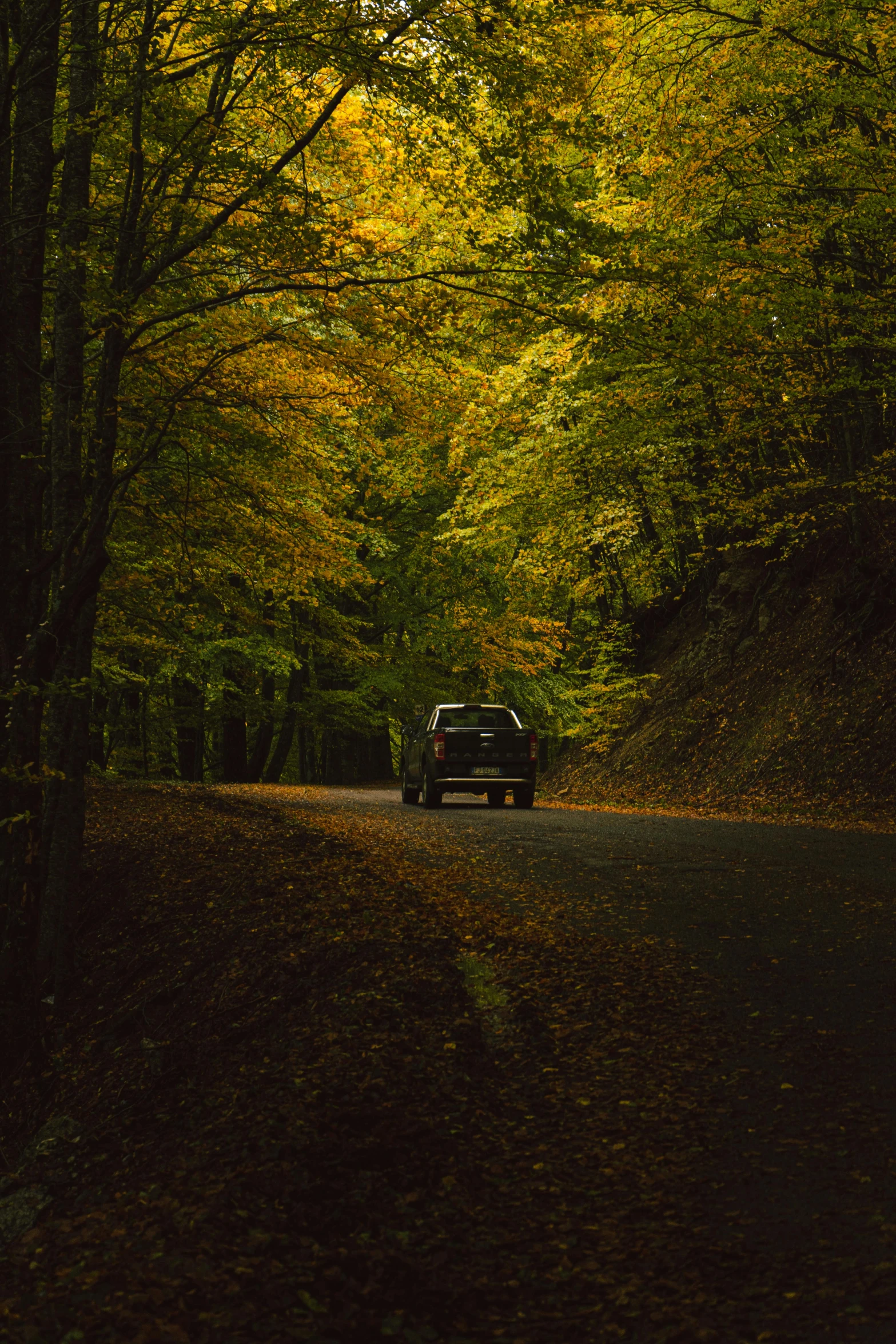 a car driving down a road surrounded by trees, dark forests surrounding, yellow and green, renaissance autumnal, black