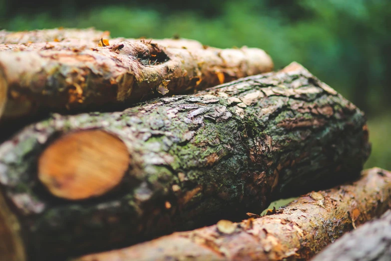 a pile of logs sitting on top of a forest, a picture, unsplash, renaissance, ((trees))