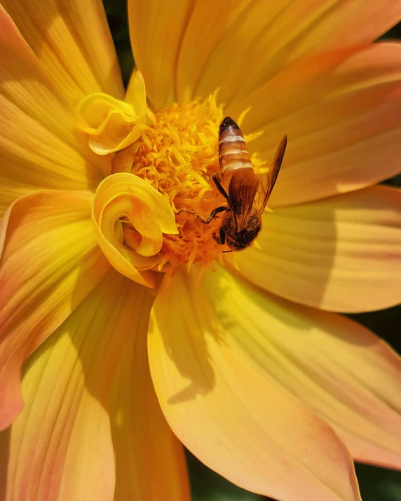 a bee sitting on top of a yellow flower