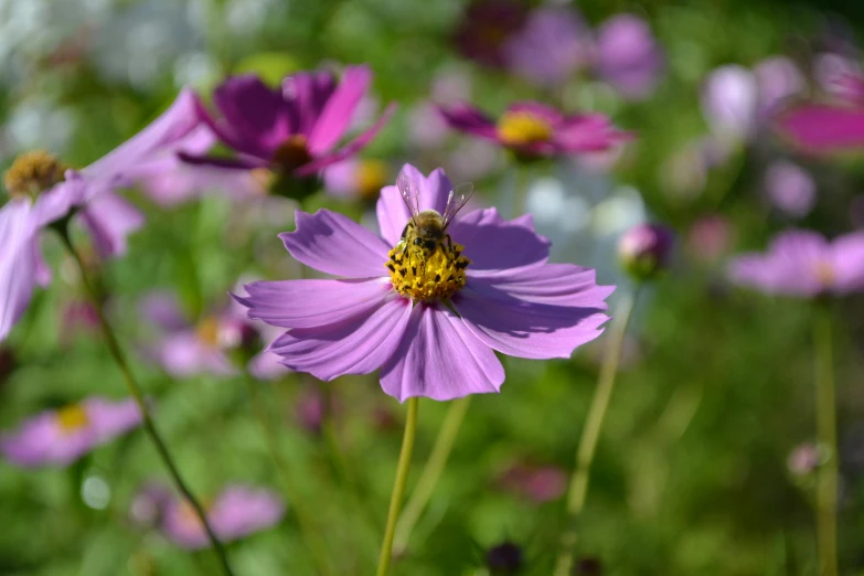 a bee sitting on top of a purple flower, cosmos in the background, nature photograph, illustration »