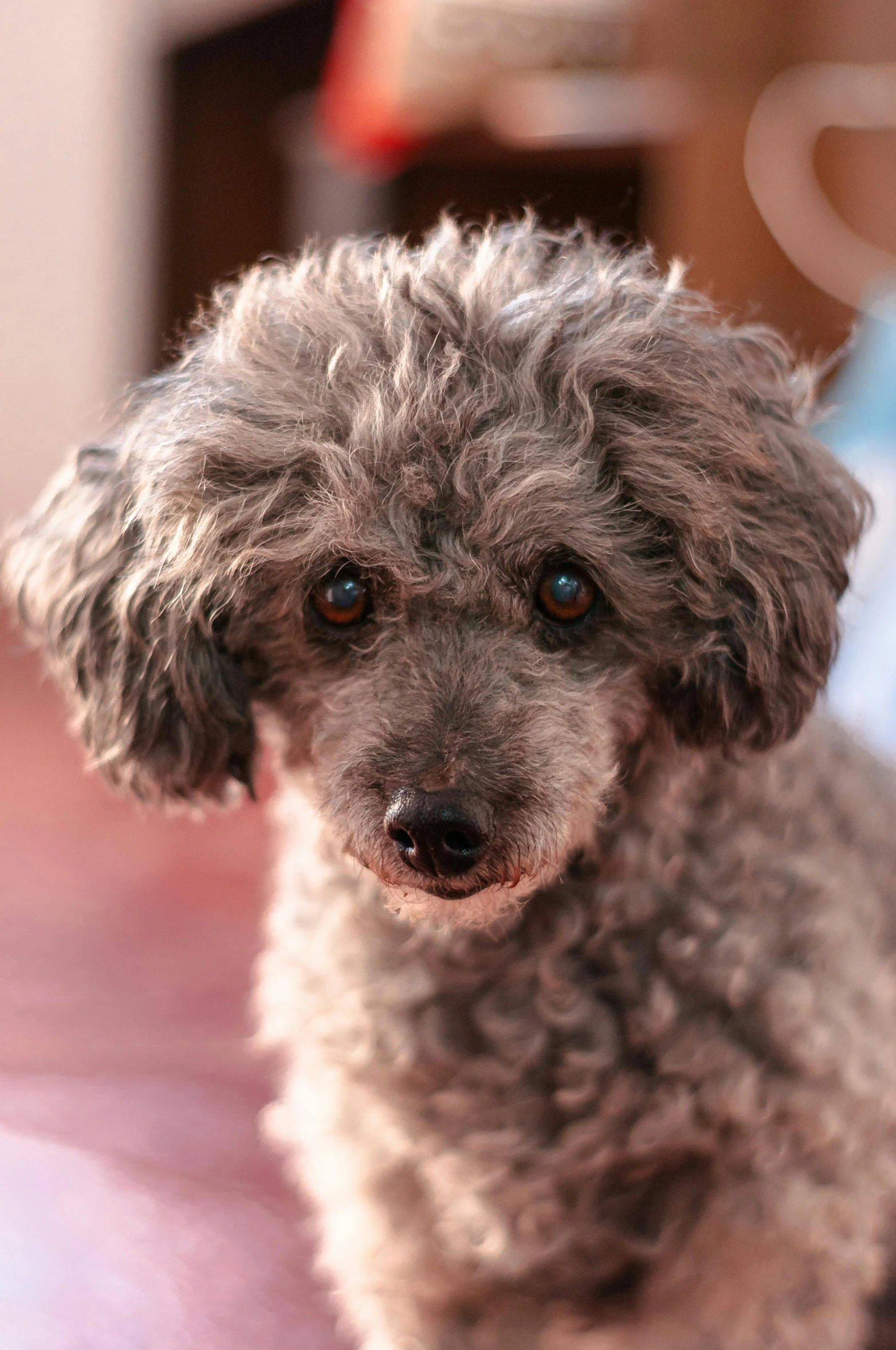 a small gray dog sitting on top of a bed, a portrait, by Emanuel Witz, unsplash, curly afro, square, close up head shot, taken in the late 2010s