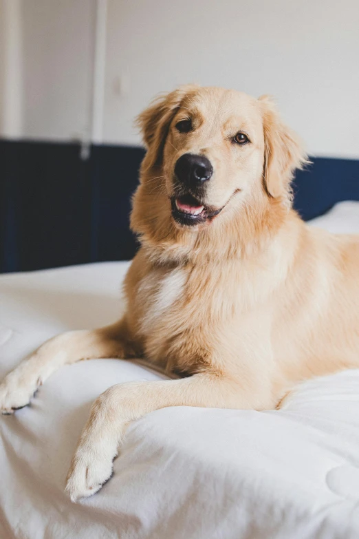 a large brown dog laying on top of a bed, by Julia Pishtar, trending on unsplash, smooth golden skin, hotel room, golden retriever, creamy