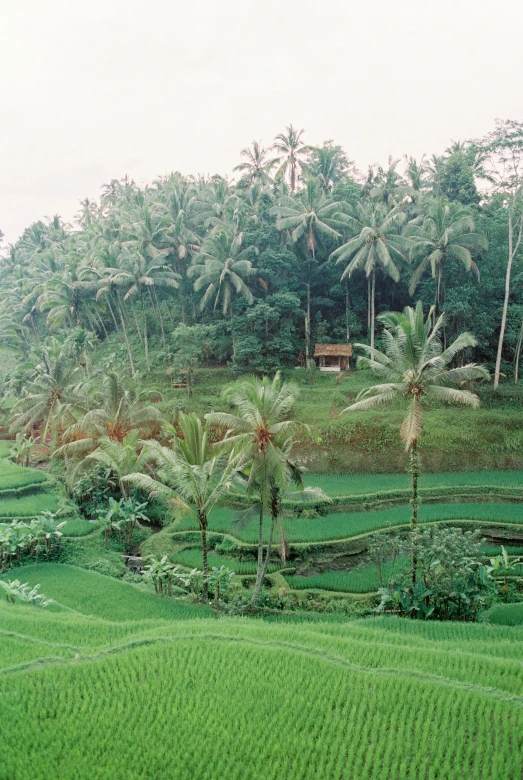 a lush green field filled with lots of trees, sumatraism, bali, 1999 photograph, staggered terraces, 1987 photograph