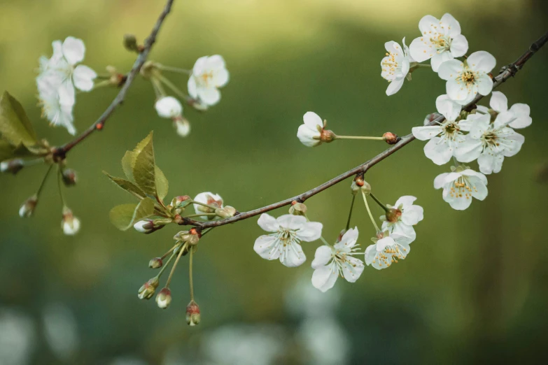 a branch of a cherry tree with white flowers, by Joan Ayling, trending on unsplash, paul barson, shepherd's crook, green and white