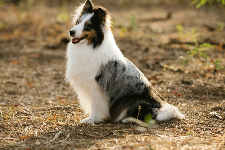 a dog that is sitting in the dirt, in front of a forest background, feathery fluff, highly polished, aussie