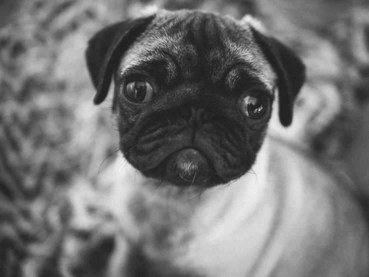 a black and white photo of a pug, tiny cute nose, pus